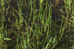 Eleocharis mamillata