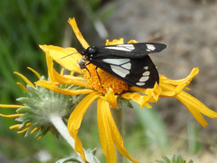 Gnophaela discreta