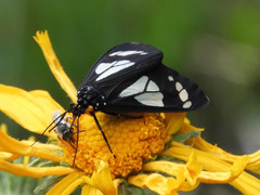 Gnophaela discreta