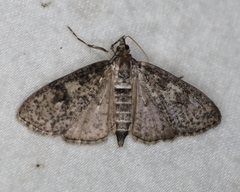 Palpita aenescentalis