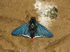 Elbella intersecta