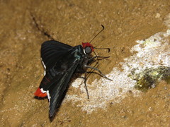 Elbella intersecta