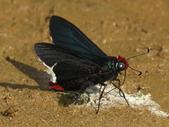 Elbella intersecta