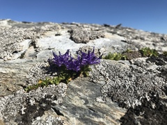 Phyteuma globulariifolium