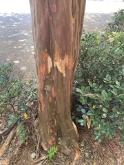 Lagerstroemia indica