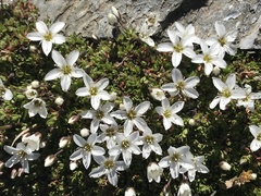 Arenaria ciliata