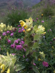 Rhinanthus alectorolophus