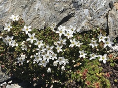 Arenaria ciliata