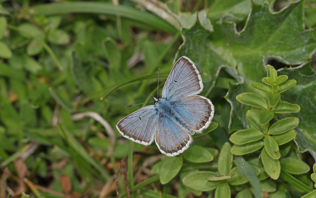 Blue Argus