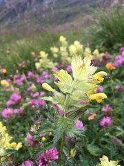 Rhinanthus alectorolophus