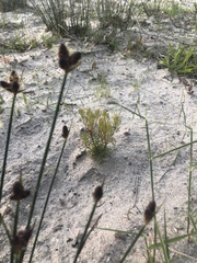 Serruria foeniculacea