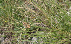 Muschampia lavatherae