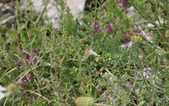 Muschampia lavatherae