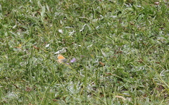 Coenonympha rhodopensis