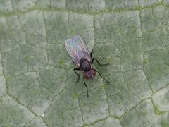 Coenosia atra