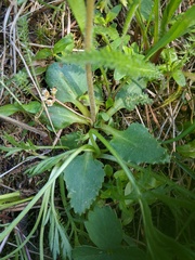 Micranthes occidentalis