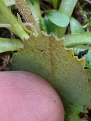 Micranthes occidentalis