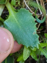 Micranthes occidentalis