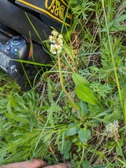 Micranthes occidentalis