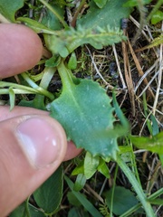 Micranthes occidentalis