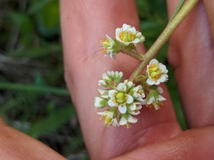 Micranthes occidentalis