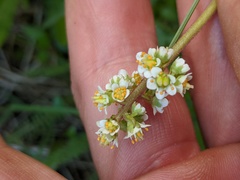 Micranthes occidentalis