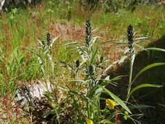 Omalotheca norvegica