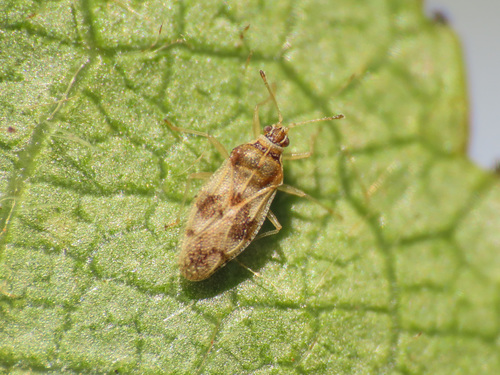 Almond Lace Bug