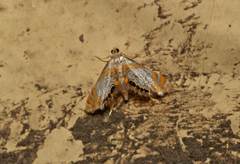 Nymphicula