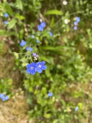 Omphalodes nitida