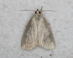 Protodeltote albidula