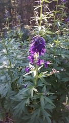 Delphinium barbeyi