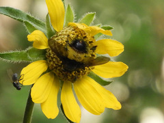 Xanthoepalpus bicolor