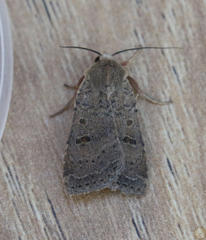 Abagrotis trigona