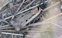 Parabagrotis formalis