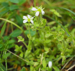 Cerastium nigrescens arcticum