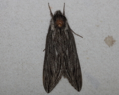 Sphinx canadensis