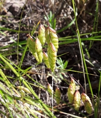 Bromus briziformis