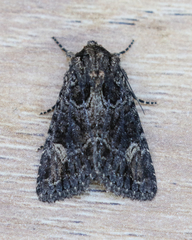 Aseptis binotata