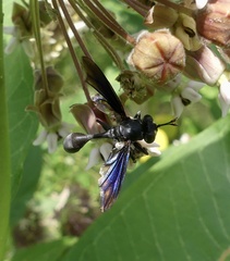 Physocephala floridana