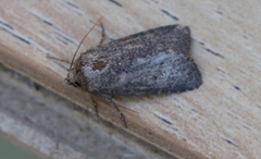 Amphipyra tragopoginis