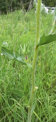 Silphium laciniatum