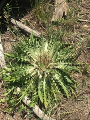 Cirsium tioganum