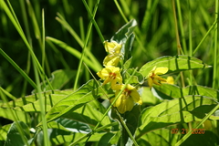 Lysimachia ciliata
