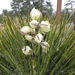 Yucca baileyi - Photo (c) Steve Ganley,  זכויות יוצרים חלקיות (CC BY-NC), uploaded by Steve Ganley
