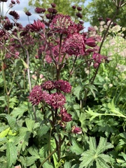 Astrantia major
