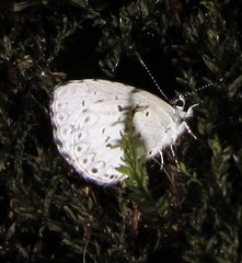Celastrina neglecta