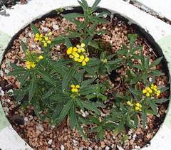 Erysimum pulchellum