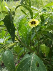 Physalis longifolia subglabrata