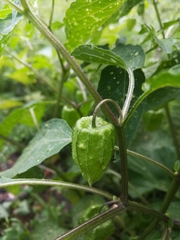 Physalis longifolia subglabrata